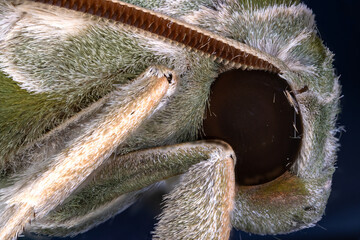 oleander hawk moth  wings abdomen  throax ultra macro