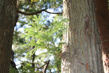 幹の途中から若葉が生えた杉