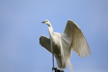 중대백로가 보이는 아름다운 풍경