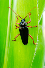 Black Longicorn Beetle On Corn Leaf