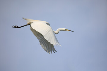 중대백로가 보이는 아름다운 풍경