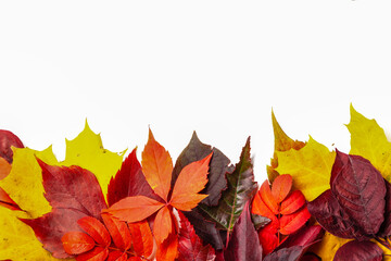 Autumn composition, frame of autumn colored leaves set