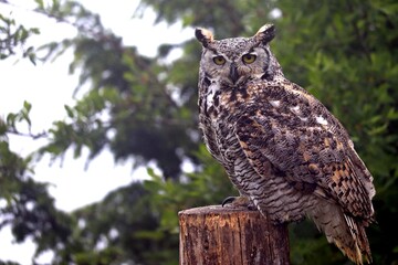 great horned owl perched on a post