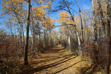 Autumn On The Trail, William Hawrelak Park, Edmonton, Alberta