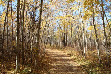 October On The Trail, William Hawrelak Park, Edmonton, Alberta