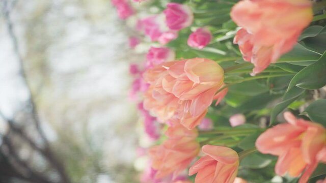 Close up image of Pink and orange tulips flowers blooming at the spring time in Seoul Forest Park.