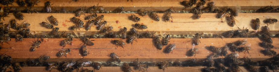 Honeybees in a beehive.Strip