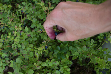 Woman picking blue berries