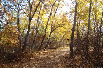 Gold Along The Trail, William Hawrelak Park, Edmonton, Alberta