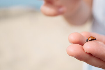 Ladybug in hands