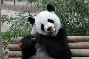 Naklejka premium Cute Panda is Biting Bamboo Shoot