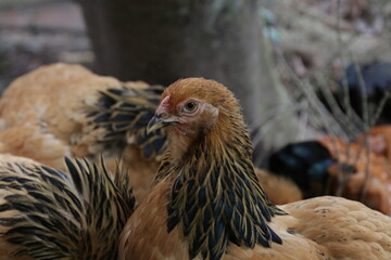 Close up Brahma Chicken 