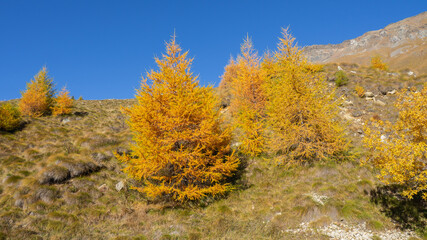 Obraz premium Driving to Gavia mountain pass in Italy. Amazing view of the wood and meadows during fall time. Warm colors. General fall contest. Italian Alps