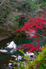 秋 小川 水紅 葉紅