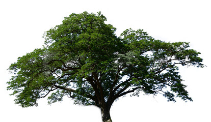 tree isolated on white background
