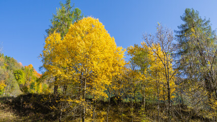 Fototapeta premium Driving to Gavia mountain pass in Italy. Amazing view of the wood and meadows during fall time. Warm colors. General fall contest. Italian Alps