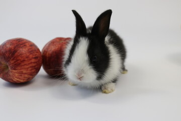 Black and White Bunny Rabbit with red Apple