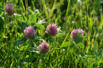 Pink flowers of Trifolium pratense (the red clover) in a dewy meadow, close up, natural blurred background