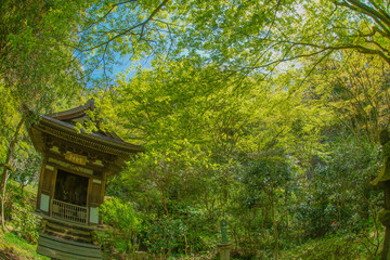 鎌倉・円覚寺の新緑