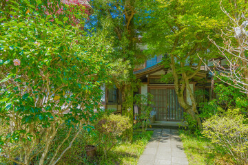 鎌倉・円覚寺の新緑
