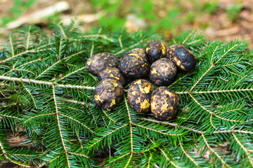 Cooking potatoes and kebabs over the fire. Baked black potatoes on green needles. Branches of fir trees and pines. Outdoor picnic in spring, summer and autumn. Relax.
