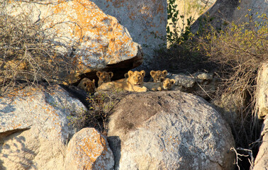 Tiny Lion cubs awaiting the return of their mother.  Hiding high in the rocks away from danger. South Africa.