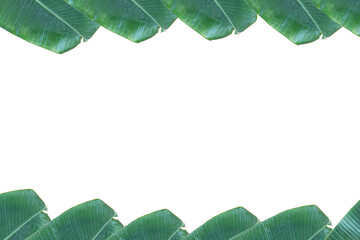 Fototapeta premium white background surrounded by green banana leaves.