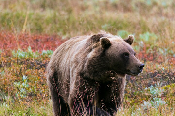 Grizzly bear standing in the wind