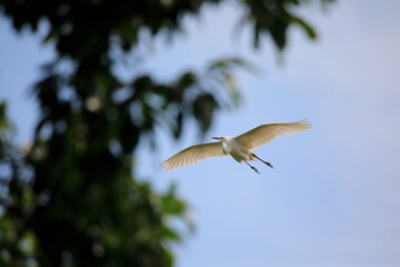중대백로가 보이는 아름다운 풍경