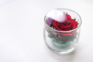 red rose in a glass on a soft white background