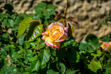 Rose photographiée au hasard de promenades
