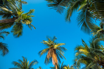 Obraz premium Beautiful coconut palm tree forest in sunshine day clear sky background color tone effect. Travel tropical summer beach holiday vacation or save the earth, nature environmental concept.