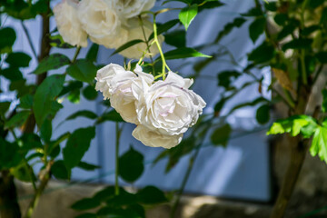 Rose photographiée au hasard de promenades