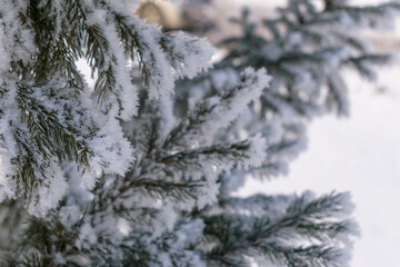 Snowflakes on green fir branches. Background - white snow. Concept of winter holidays, New Year, Christmas tree. Selective focus.
