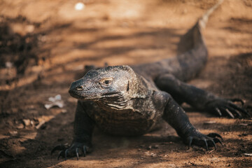 Komodo dragon. national park indonesia. flores. labuan bajo. huge lizard walks through the jungle. lost world of dinosaur. jurassic park. High quality FullHD footage