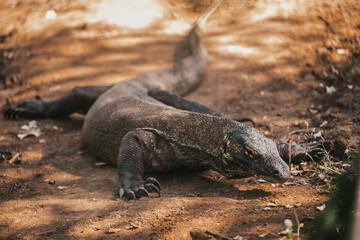 Komodo dragon. national park indonesia. flores. labuan bajo. huge lizard walks through the jungle. lost world of dinosaur. jurassic park. High quality FullHD footage