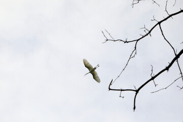 중대백로가 보이는 아름다운 풍경