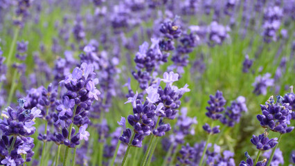 風に揺れ香り豊かに咲いているラベンダーの花たち