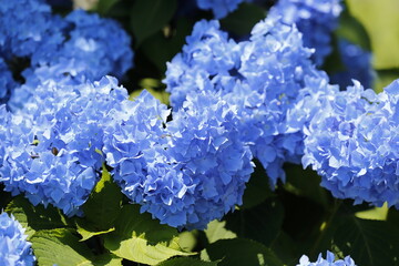 hydrangea