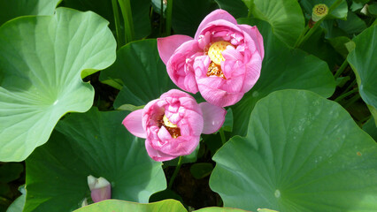 実に珍しい八重咲きの「グウシレン」