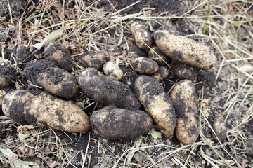 potatoes