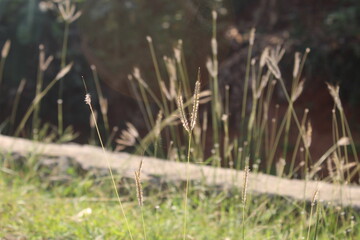 The weeds in the wind in the meadow