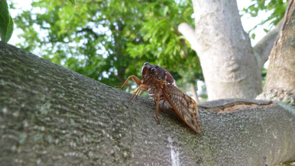 セミの鳴くコーラスは夏のBGM