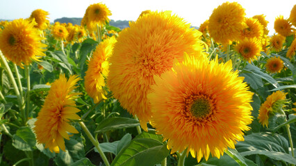 八重咲きで可愛らしいヒマワリは「テディベア」