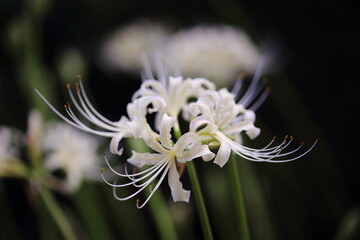 日本の寺院に咲く彼岸花