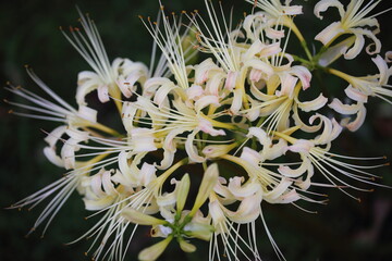 日本の寺院に咲く彼岸花