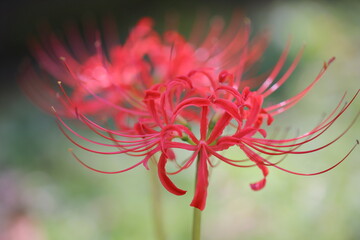 日本の寺院に咲く彼岸花