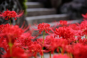 日本の寺院に咲く彼岸花