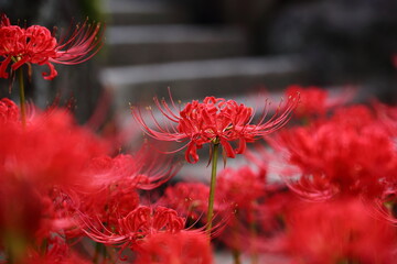 日本の寺院に咲く彼岸花