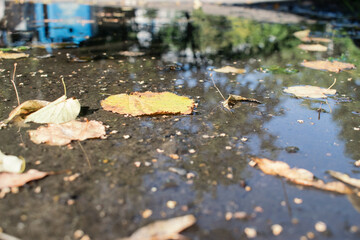 a flat puddle with yellow leaves reflecting nature